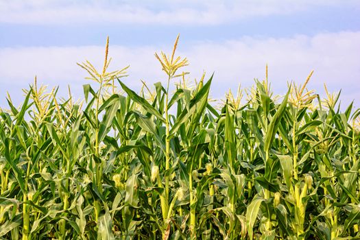 Green corn field growing up under sky with clouds 