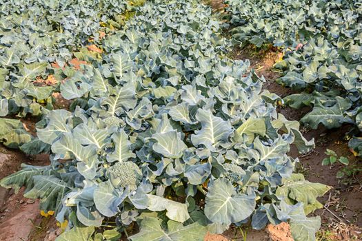 Broccoli growing up in the agricultural garden