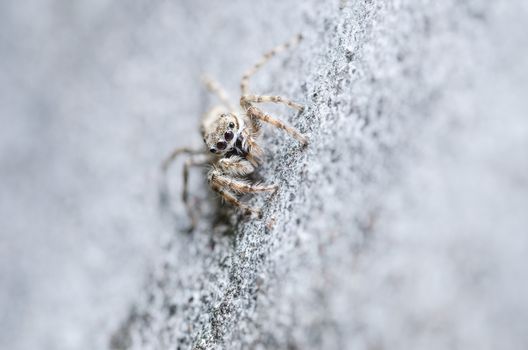 Spider in the nature wall background macro shot
