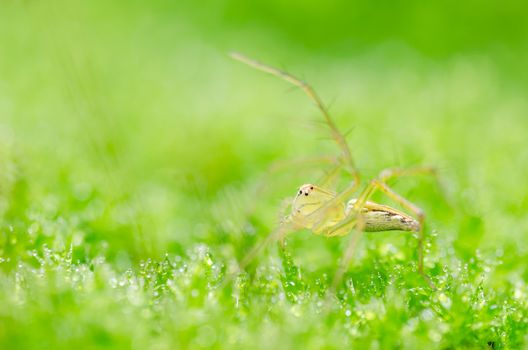 Spider in the nature green background macro shot