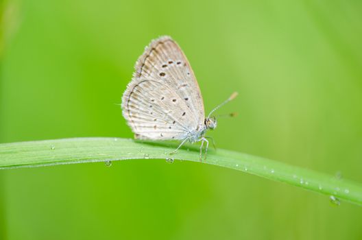 Little butterfly in the nature or in the garden