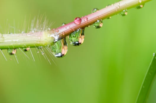 Leaf and water drops in the nature concept