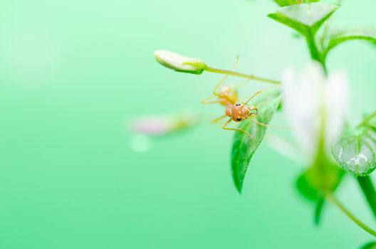 Red ants on the green wall in the insect concept