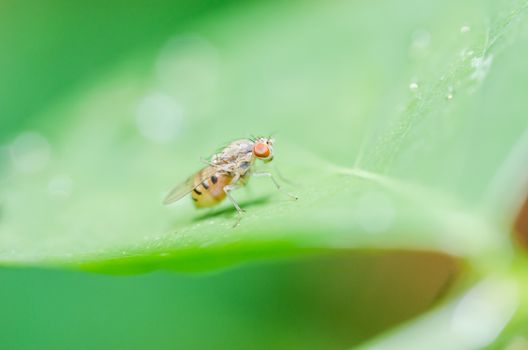 fly in green nature or in the city or food