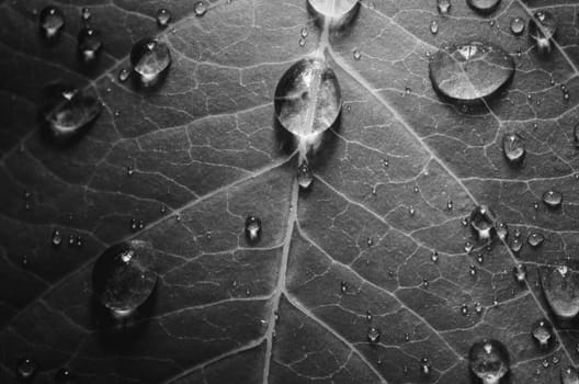 Leaf and water drops in the nature concept