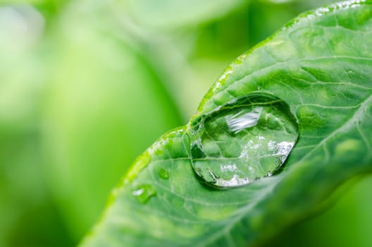 Leaf and water drops in the nature concept