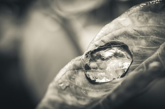 Leaf and water drops in the nature concept