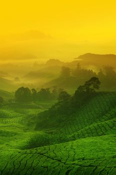 Landscape view of tea plantation with golden sunrise in morning. Beautiful tea field Cameron Highlands in Malaysia.