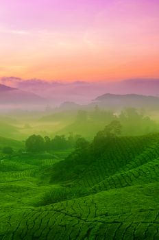 Landscape view of tea plantation in sunrise. Beautiful tea field Cameron Highlands in Malaysia.