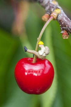 Cherry on a cherry tree branch 