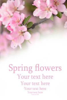 Spring flowers background with space forYour text