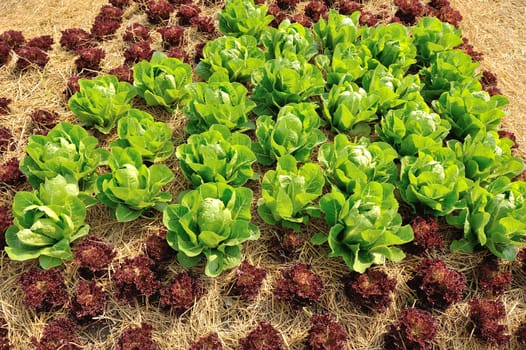 Cabbage plantation