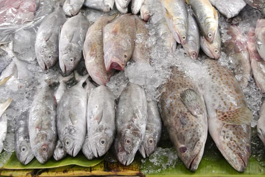 wild caught fresh fish at a market, Thailand