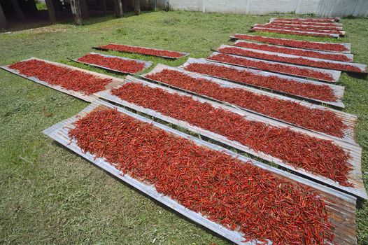 Many red chilli peppers drying in the sun,Thailand