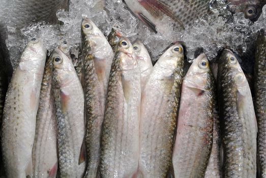 wild caught fresh fish at a market, Thailand