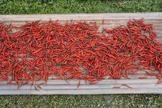 Many red chilli peppers drying in the sun,Thailand