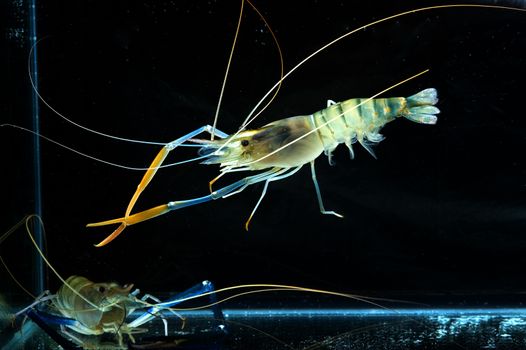 tiger prawn in tank