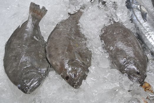Fresh plaice for sale at a fish market