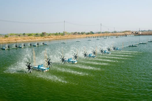 Shrimp Farm near bangkok, Thailand.