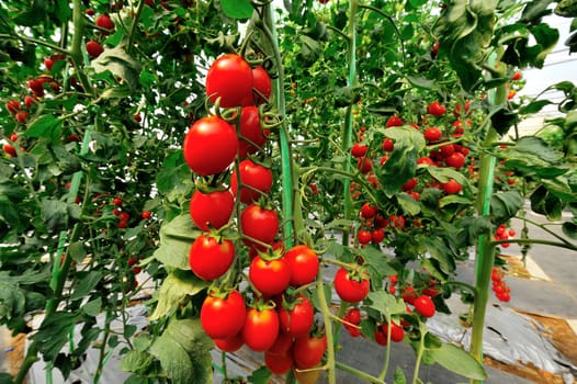 a bunch of tomatoes close-up