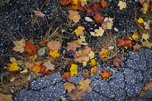 Colorful autumn maple leaves and pine needles on old pavement