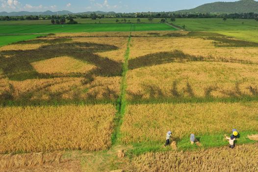 Bird eye view of rice field in Thailand