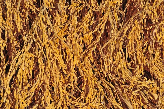 Golden rice spikes