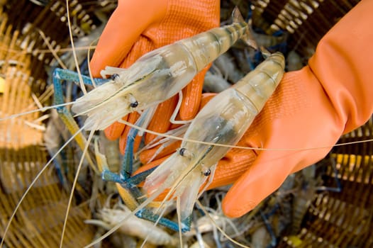 black tiger prawn on a hand