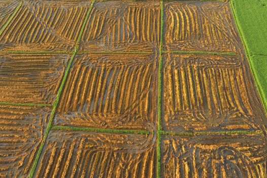 Bird eye view of rice field in Thailand