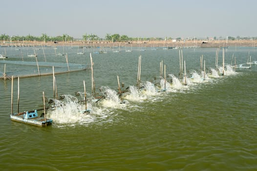 Shrimp Farm near bangkok, Thailand.