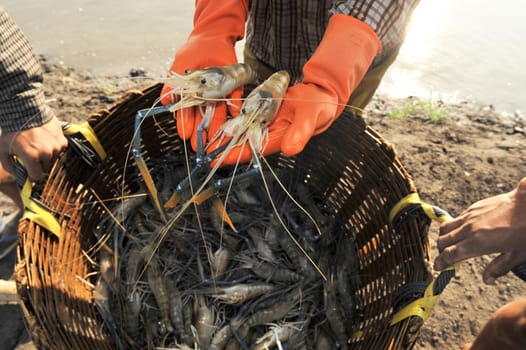 Giant river prawn (Macrobrachium rosenbergii)