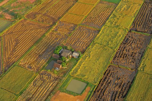 Bird eye view of rice field in Thailand