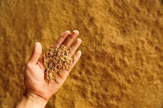 rice on hand above pile of riace in warehouse, Thailand.