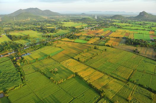 Bird eye view of rice field in Thailand