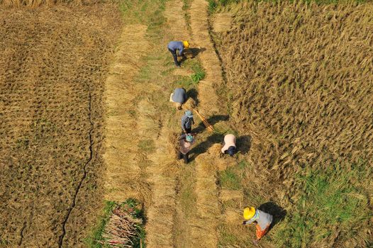 Bird eye view of rice field in Thailand