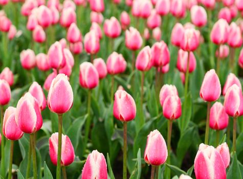 Pink tulips background