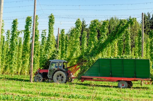 Harvesting Hop with a Truck taken in Austria