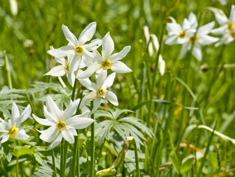 group of white daffs in the meadow