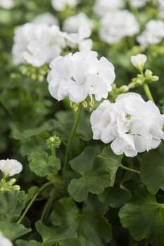 Close up of Pelargonium flowers