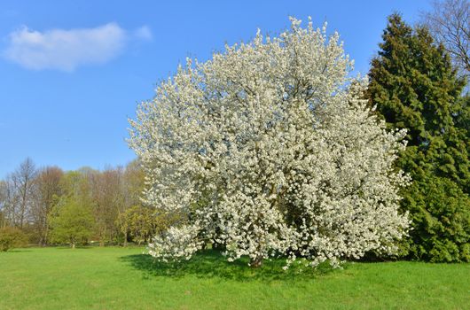 Blossoming cherry tree