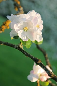 Apple blossoms in spring can use as background