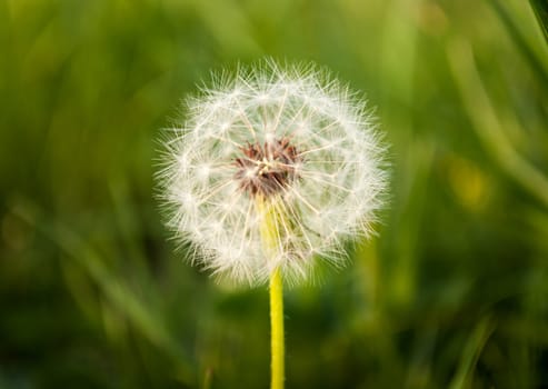 fluffy seed ball in the grass