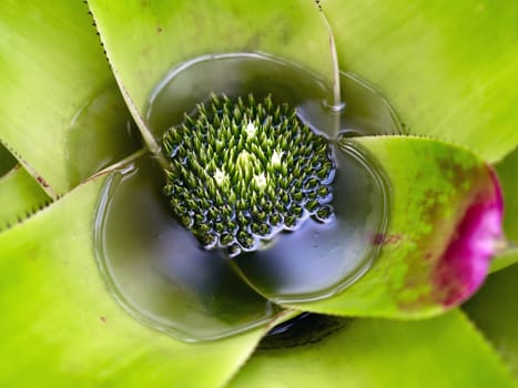 Storing Water Plant in Nong Nooch Garden, Thailand.