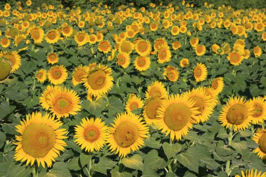 Field of sunflowers