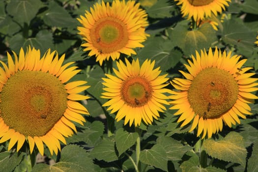 Field of sunflowers