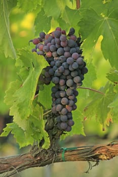 Grape bunch on a vine