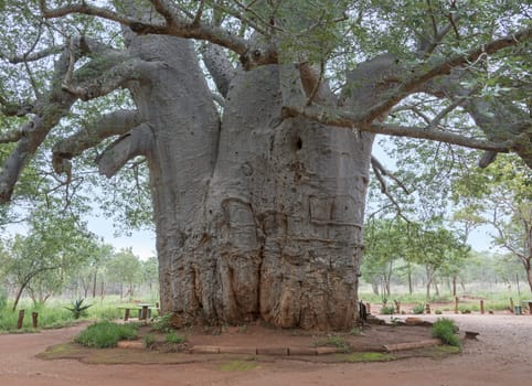 two thousand year old baobab tree in south africa