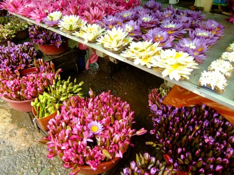 Display of water lilies