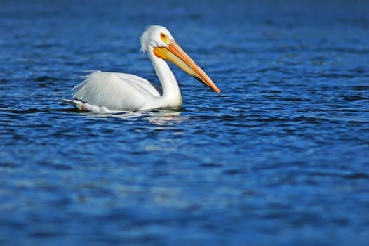 White Pelican (Pelecanus erythrorhynchos)