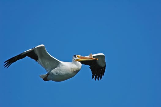 White Pelican (Pelecanus erythrorhynchos) flying